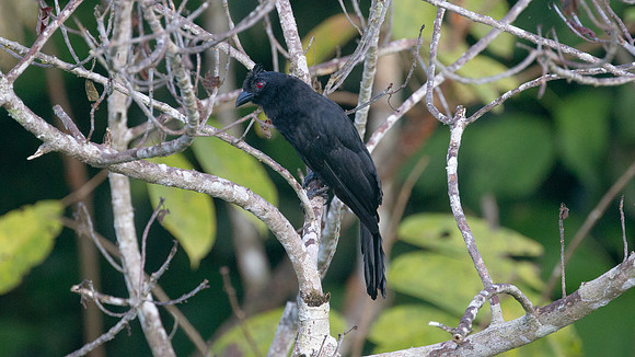 Black Magpie (Platysmurus leucopterus)