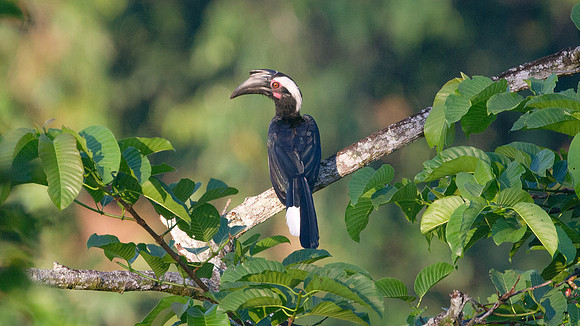 Black Hornbill (Anthracoceros malayanus) female