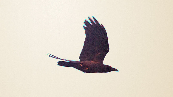 Black Magpie (Platysmurus leucopterus)