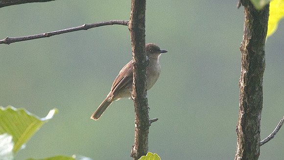 Cream-vented Bulbul (Pycnonotus simplex)