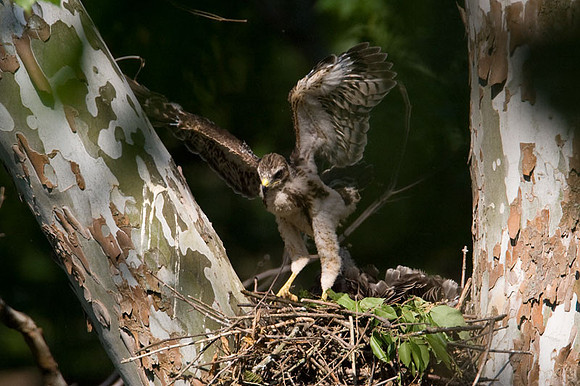 Red-shouldered Hawk (Buteo lineatus) juvenile