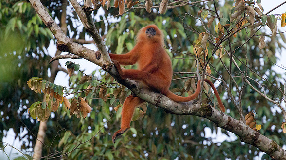 Maroon langur (Presbytis rubicunda)