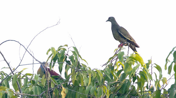 Llittle green pigeon (Treron olax)