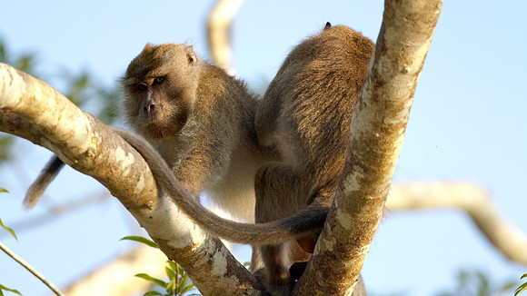 Crab-eating macaque (Macaca fascicularis)