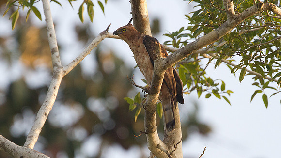 Wallace's hawk-eagle (Nisaetus nanus)