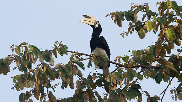 Oriental Pied Hornbill (Anthracoceros albirostris)