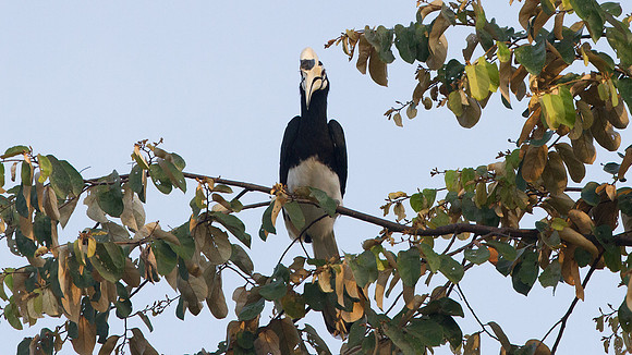 Oriental Pied Hornbill (Anthracoceros albirostris)