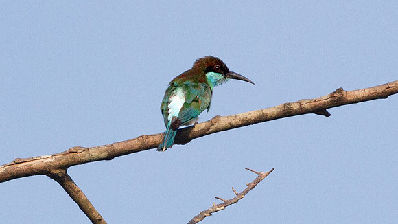 Blue Throated Bee-Eater (Merops viridis)