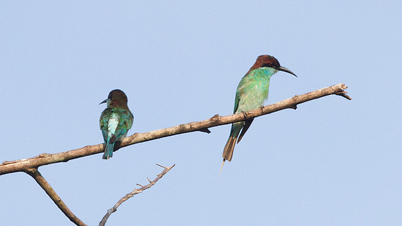 Blue Throated Bee-Eater (Merops viridis)
