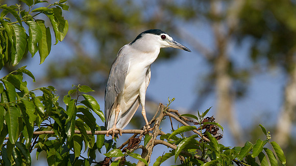 Black-Crowned Night Heron (Nycticorax nycticorax)