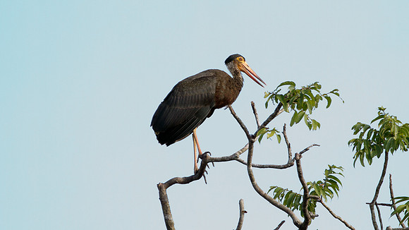 Storm's Stork (Ciconia stormi )