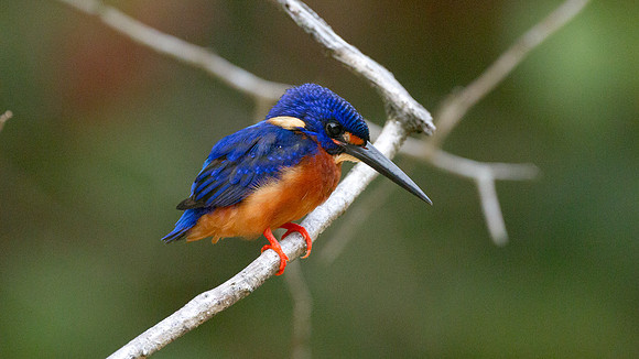Blue-eared Kingfisher (Alcedo meninting) male