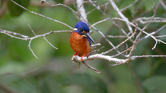 Blue-eared Kingfisher (Alcedo meninting) male