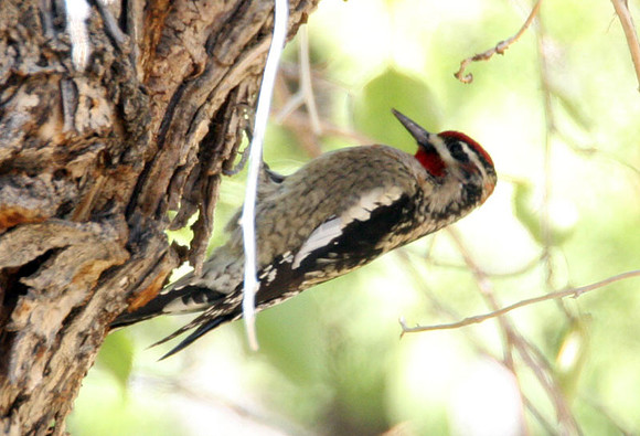 Red-naped Sapsucker (Sphyrapicus nuchalis)