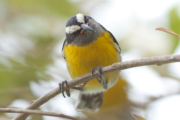 Bananaquit (Coereba flaveola)