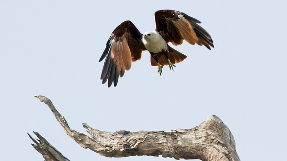 Brahminy Kite (Haliastur indus)