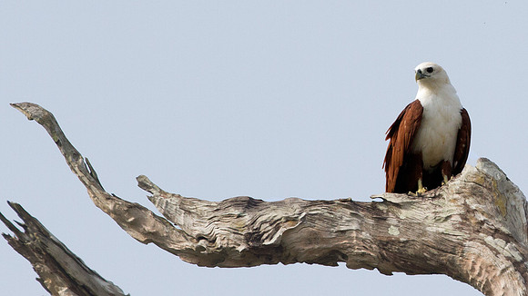 Brahminy Kite (Haliastur indus)