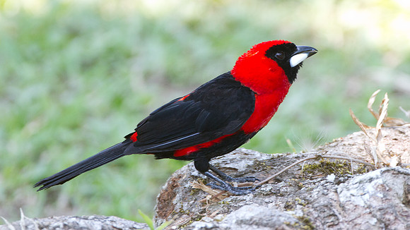Masked Crimson Tanager (Ramphocelus nigrogularis)