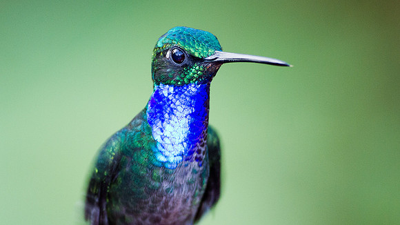Napo Sabrewing (Campylopterus villaviscensio)