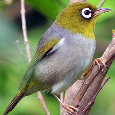 Silvereye (Zosterops lateralis) also known as Wax-eye