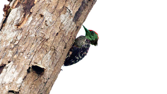 Grey-and-buff Woodpecker (Hemicircus concretus) male