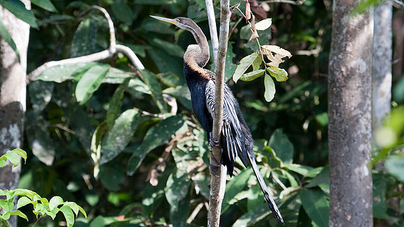 Anhinga (Anhinga anhinga)