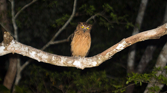 Buffy Fish Owl (Ketupa ketupu)