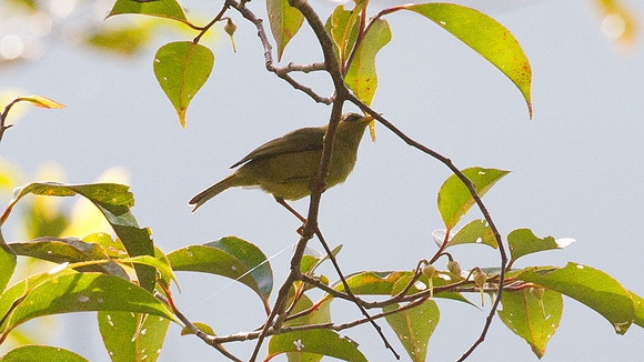 Mountain Blackeye (Chlorocharis emiliae)