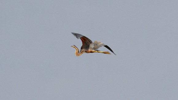 Purple Heron (Ardea purpurea)