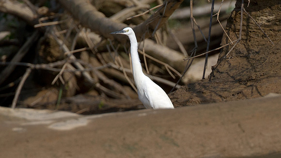 Little Egret (Egretta garzetta)