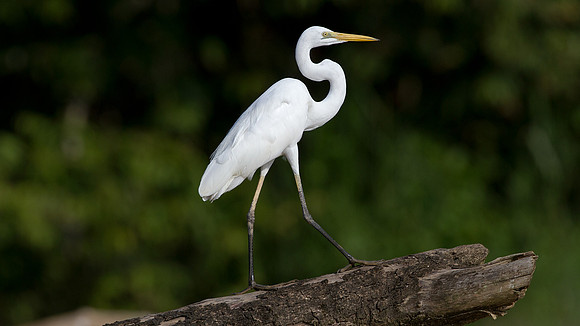 Great Egret (Ardea alba)