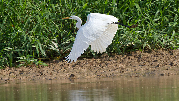 Great Egret (Ardea alba)