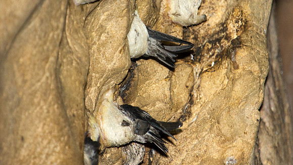 Edible-nest Swiftlet (Aerodramus fuciphagus)