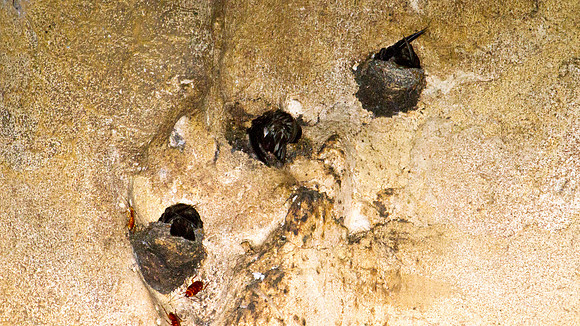 Mossy-nest Swiftlet (Aerodramus salangana)