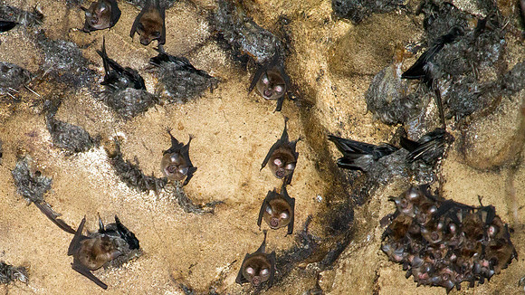 Bats