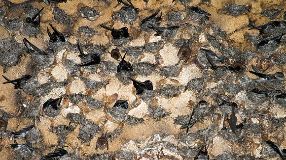 Black-nest Swiftlet (Aerodramus maxima)