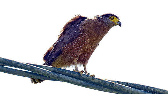 Crested Serpent Eagle (Spilornis cheela)