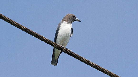 White-breasted Woodswallow (Artamus leucorynchus)