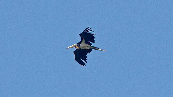Lesser Adjutant (Leptoptilos javanicus)