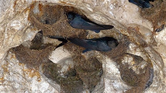 Glossy Swiftlet (Collocalia esculenta)