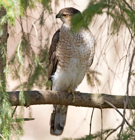 Cooper's hawk (Accipiter cooperii)