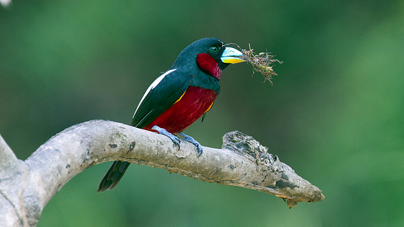 Black-and-red Broadbill (Cymbirhynchus macrorhynchos)