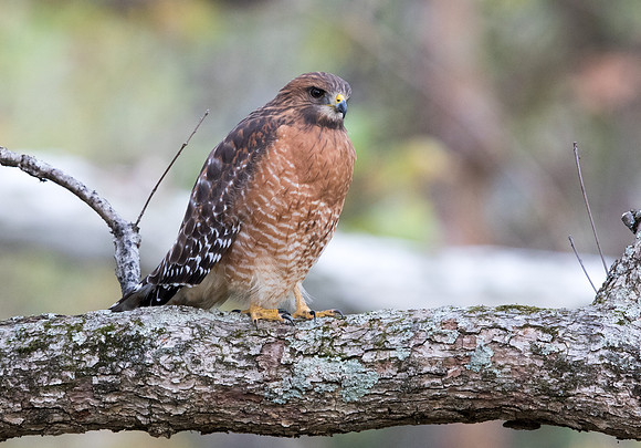 Red-shouldered hawk (Buteo lineatus)