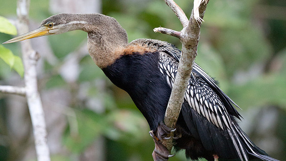 Anhinga (Anhinga anhinga)
