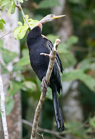 Anhinga (Anhinga anhinga)