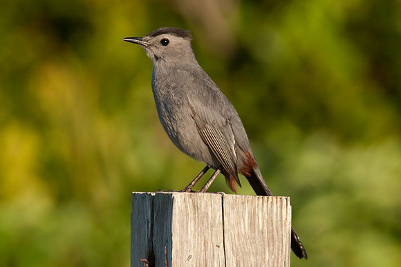 Gray Catbird (Dumetella carolinensis)
