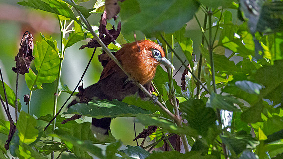 Raffles's Malkoha (Rhinortha chlorophaea) male