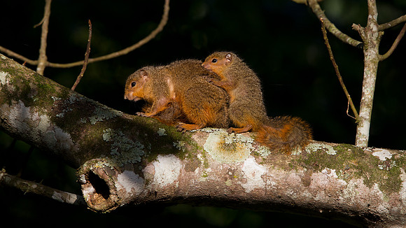 Red Bush Squirrel (Paraxerus palliatus)