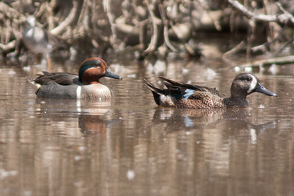 Blue-winged Teal (Anas discors) male, Green-winged Teal (Anas carolinensis) male