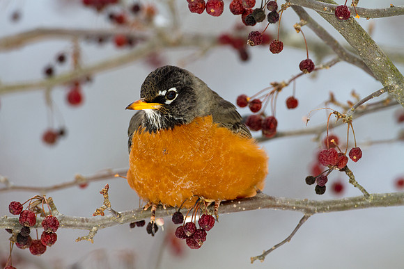 American Robin (Turdus migratorius)